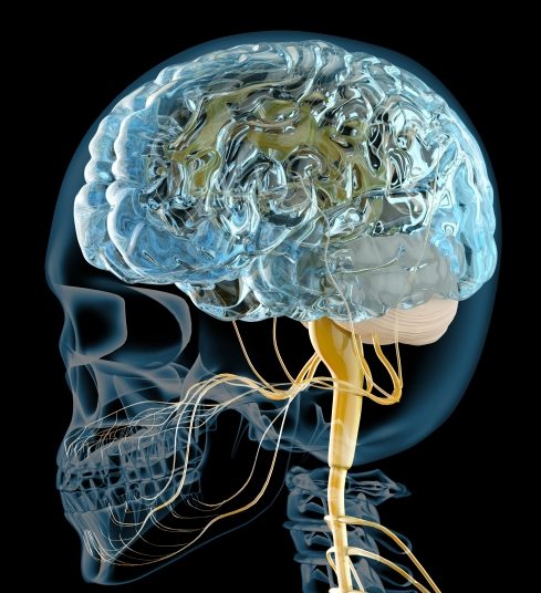 人間脳といわれる大脳新皮質について～言語聴覚士のお仕事～
