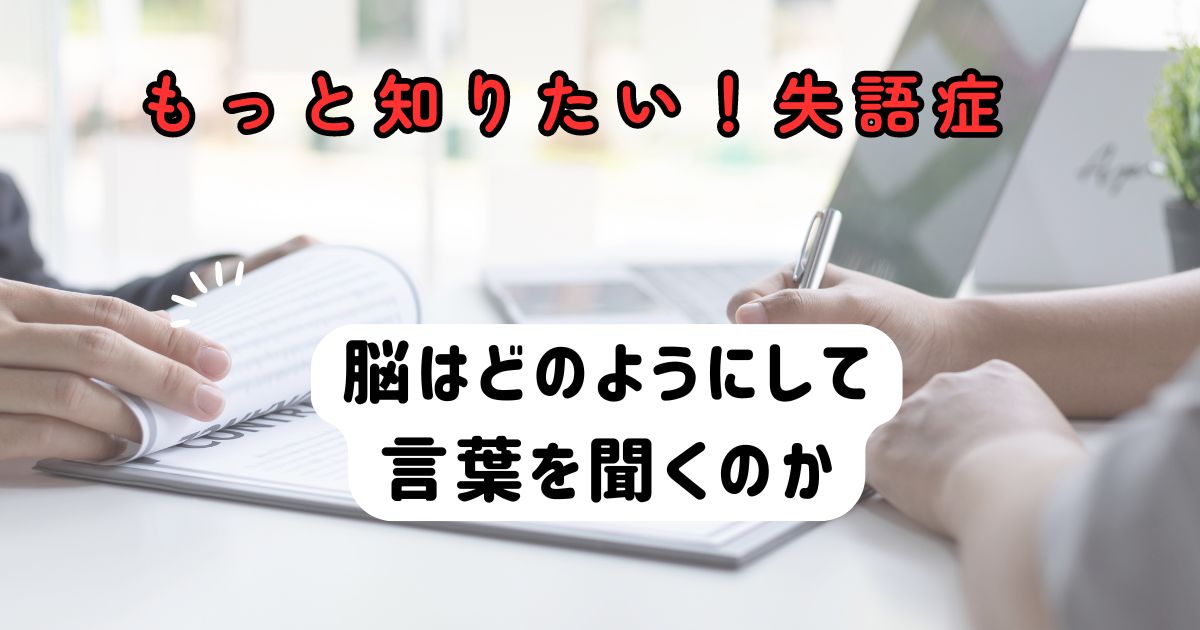 言葉を聞く脳の仕組み～もっと知りたい失語症その２～言語聴覚士のお仕事